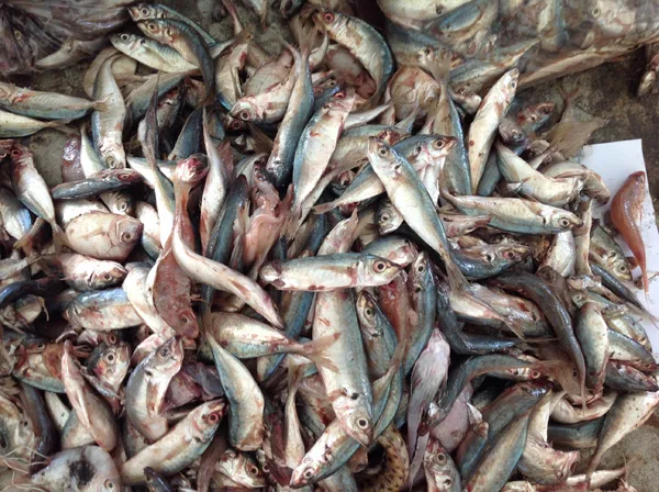 Fresh marine fish used for fishmeal production