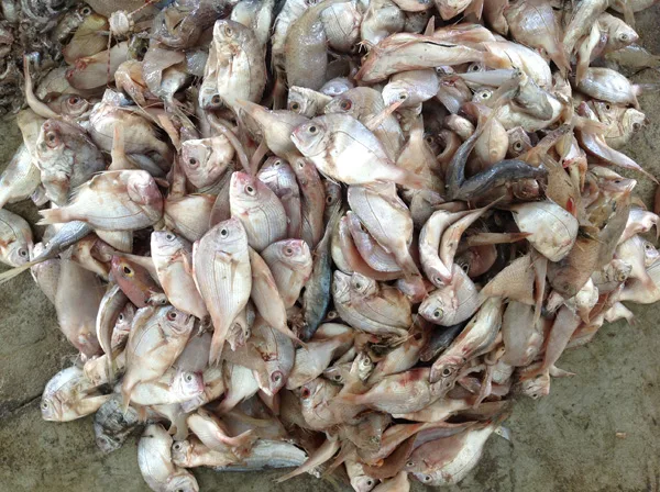 Directly sourced marine fish