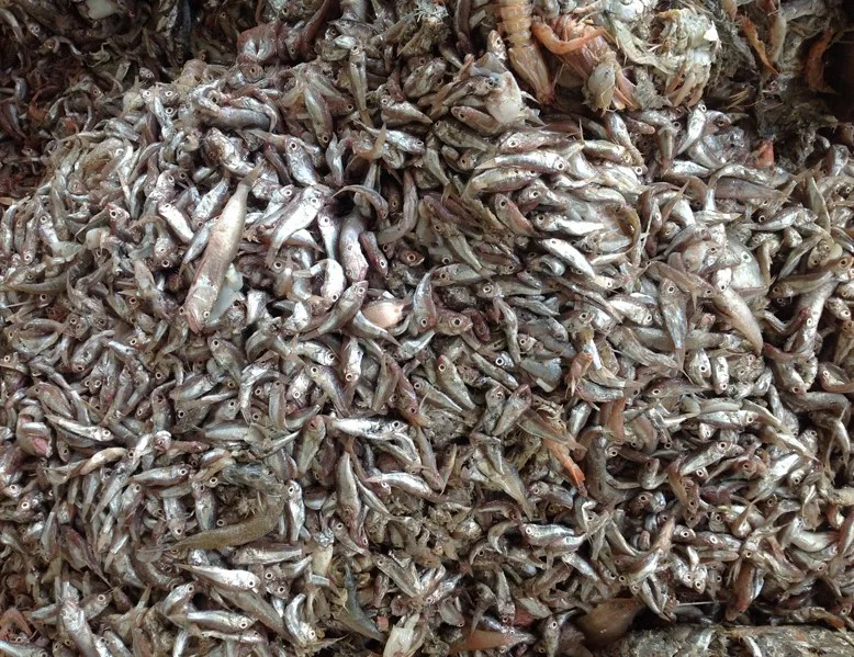 Selected marine fish raw materials