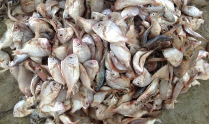 Turning Fish By-products into Value Through a Circular Approach