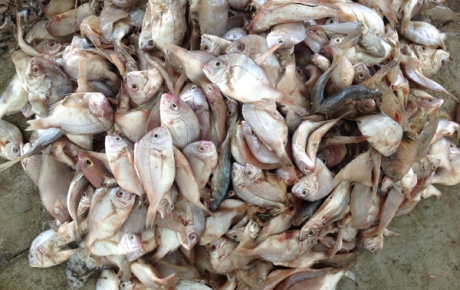 Turning Fish By-products into Value Through a Circular Approach