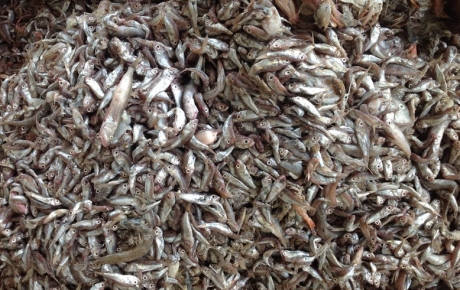 Raw Material Classification Supports a Consistent Protein Range