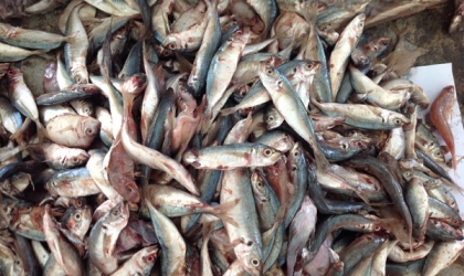 Raw Material Freshness Shapes Fishmeal Quality