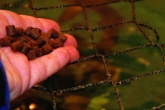 America: Processing alternative feed fish meal, fish oil