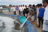 Ninh Thuan Industrial Shrimp no antibiotics and chemicals