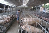 Advice lean pig meat