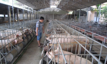 Tư vấn chăn nuôi heo thịt hướng nạc